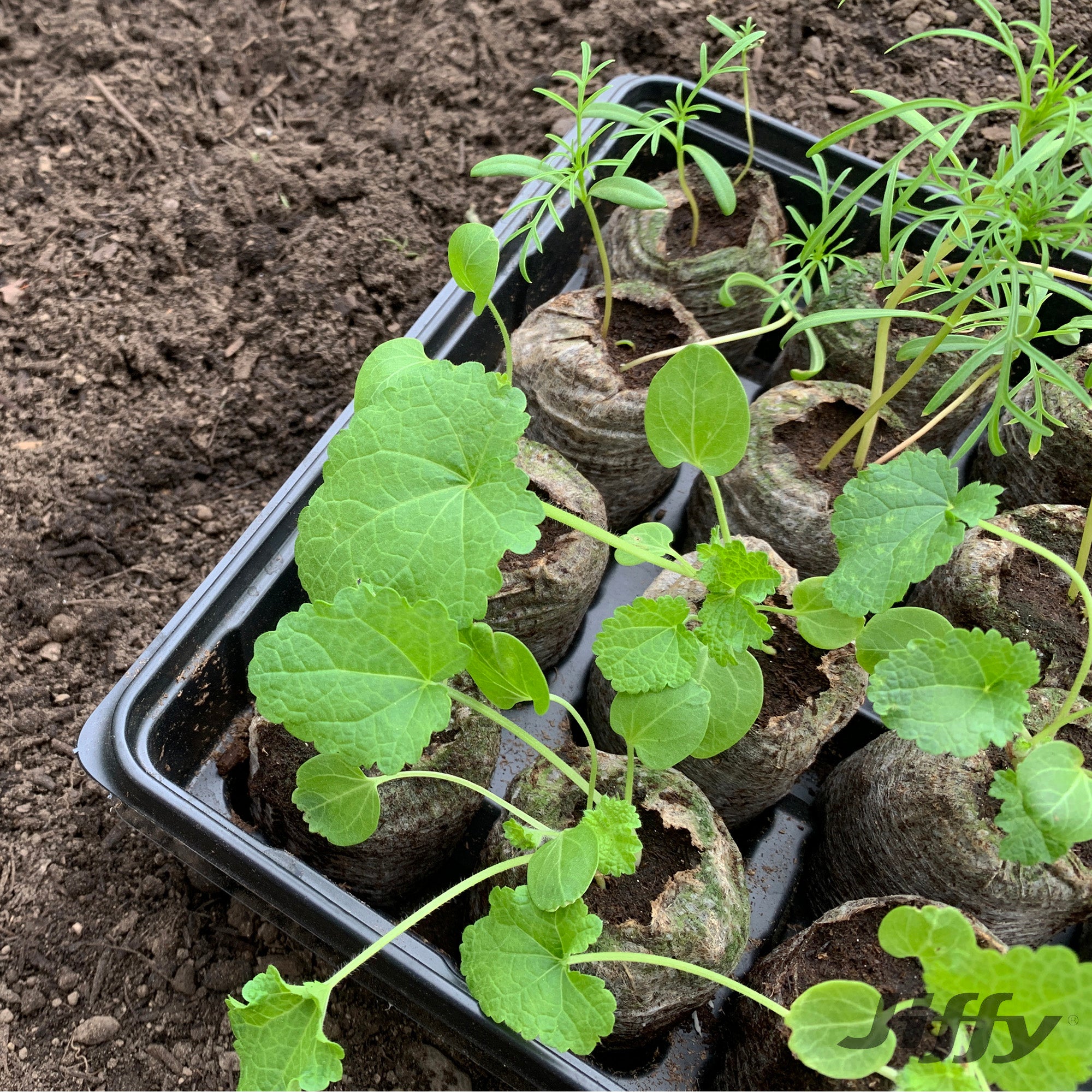Jiffy greenhouse peat pellets in tray